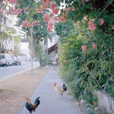 开元ky7818老版本